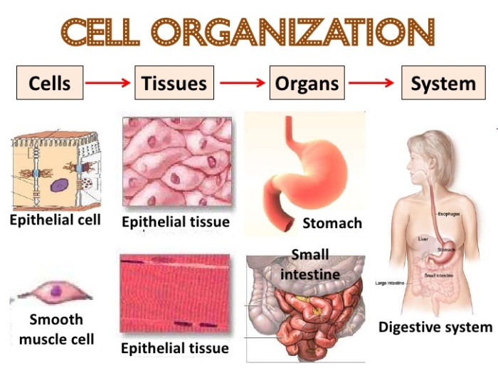 cells-organisation.jpg