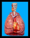 model-lung1